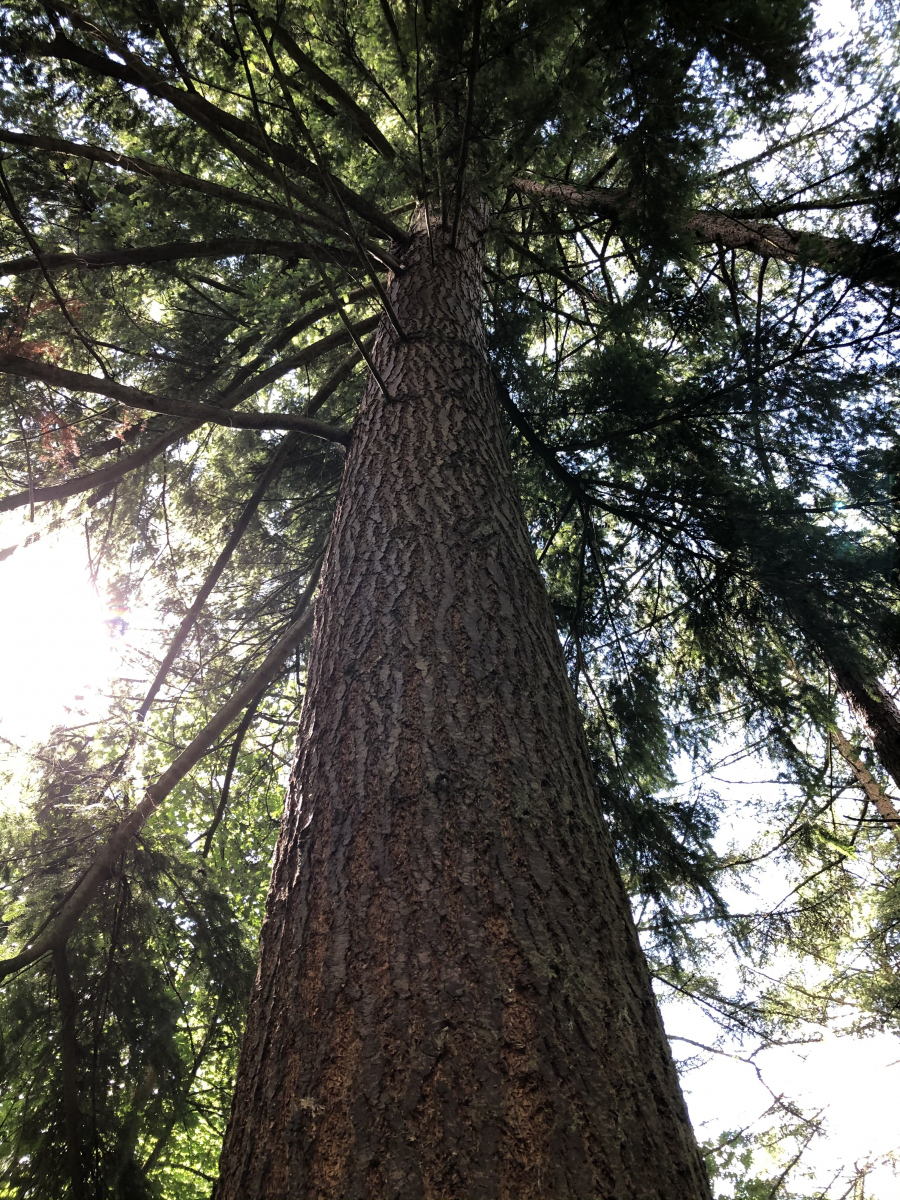 Cambusbarron Life Competition CCDT