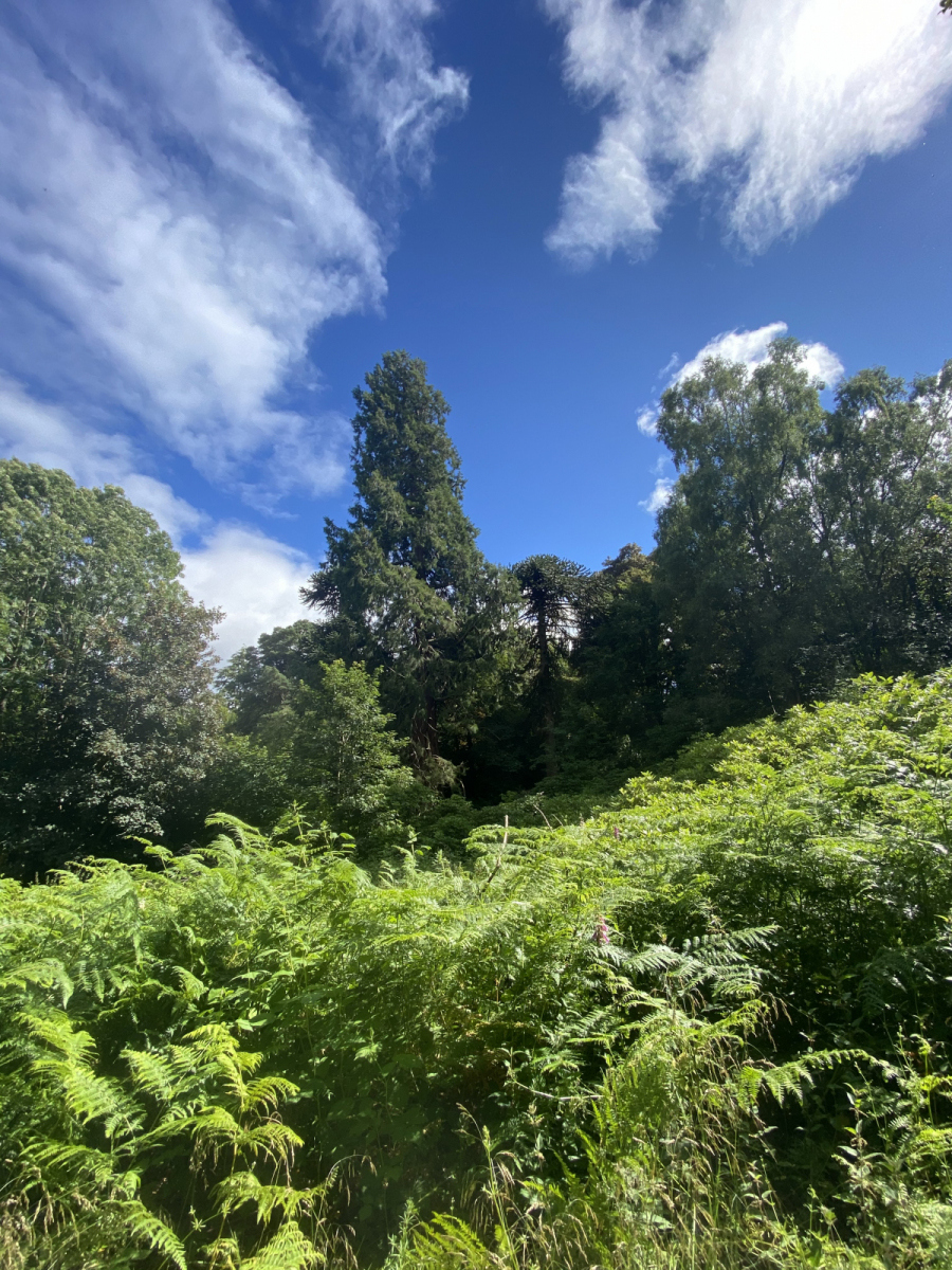 Alana Macleod: 2020 walks around the woods1