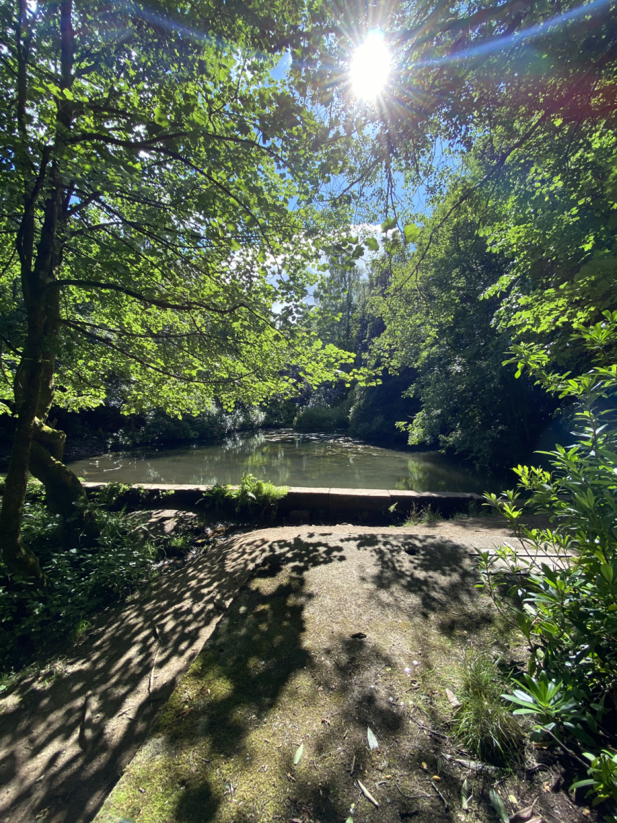 Alana Macleod: 2020 walks around the woods2