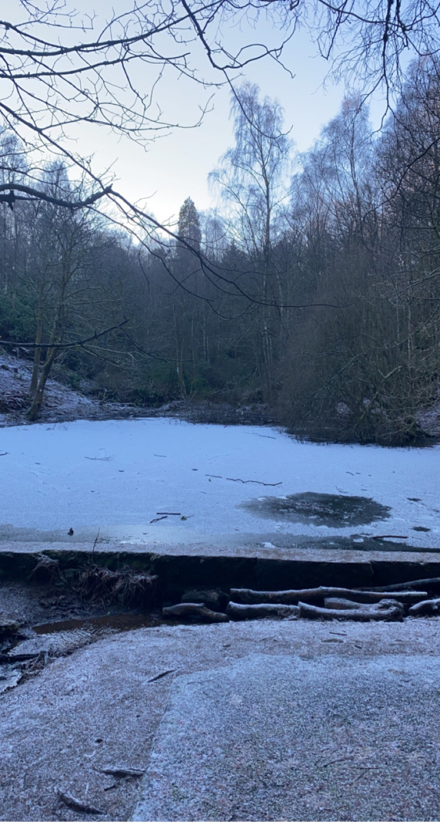 Alana Macleod: 2020 walks around the woods3