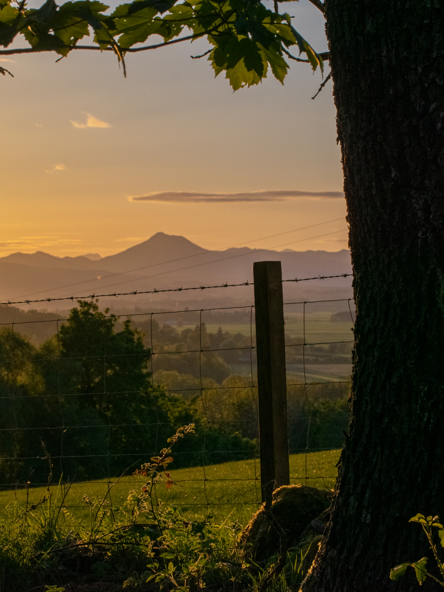 Anthony Crisp: Gillies Hill walk