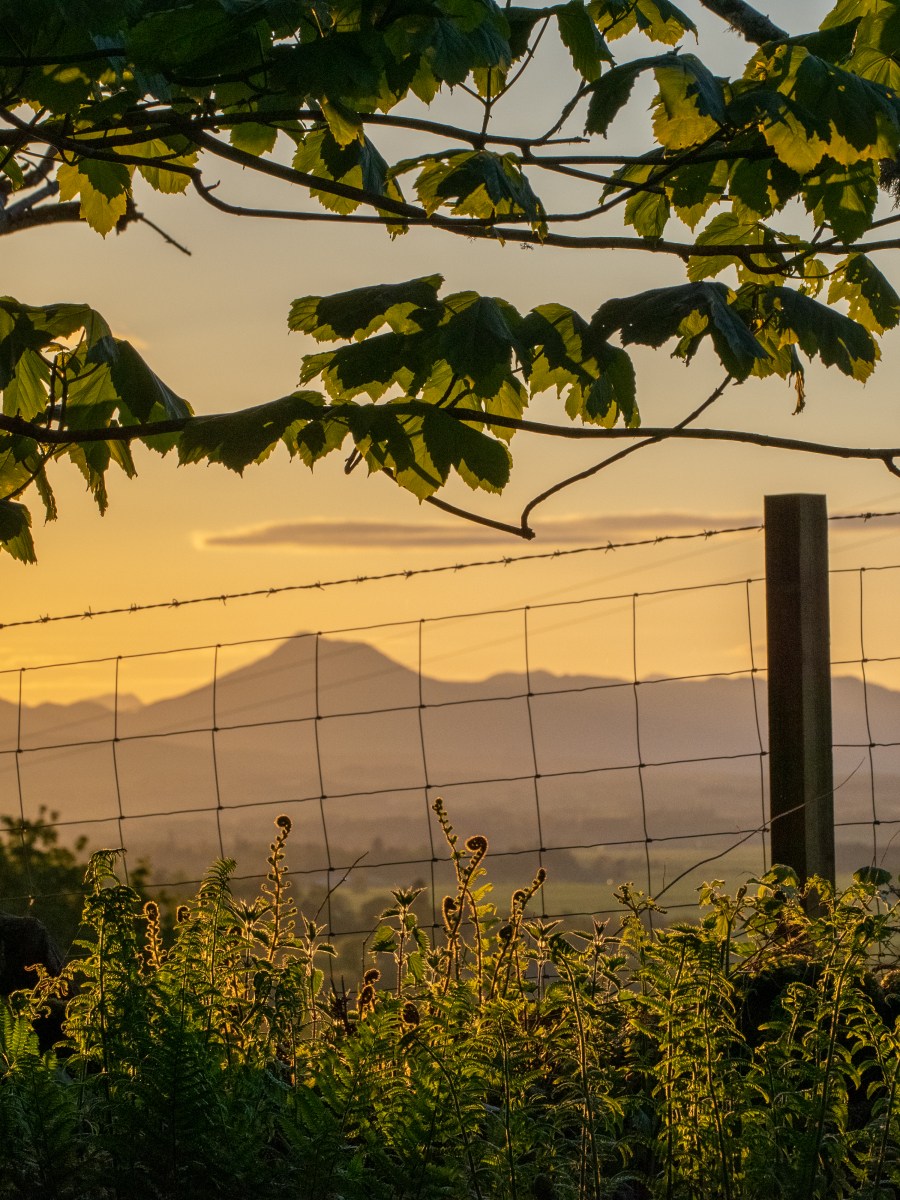 Anthony Crisp: view on a Gillies Hill walk