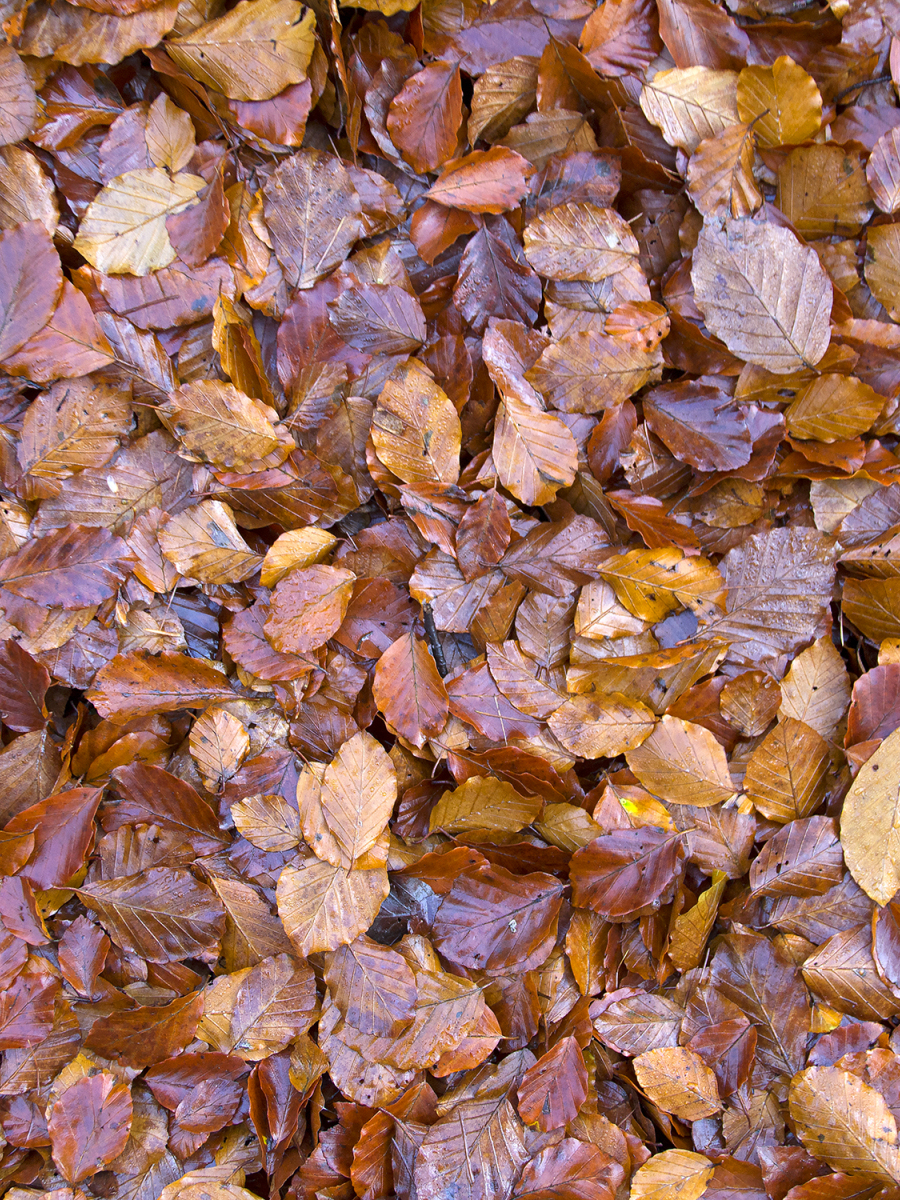 Peggy Edwards: Beech Fagus sylvatica Gillies Hill