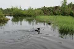 Carol Renwick: Just right for a doggy dip Aug 2020