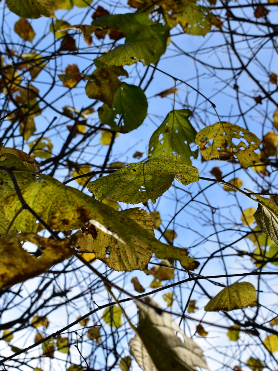 Chris Farquhar: Autumnal Leaves