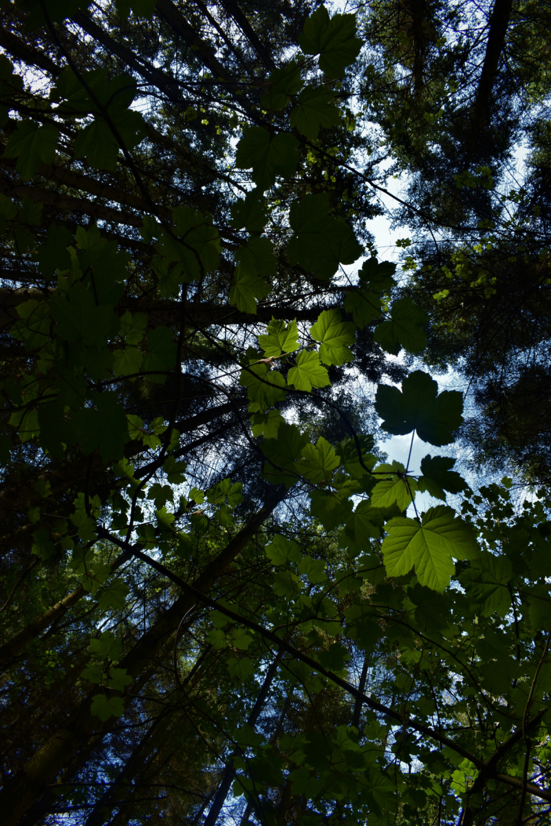 Chris Farquhar: Nature Wins