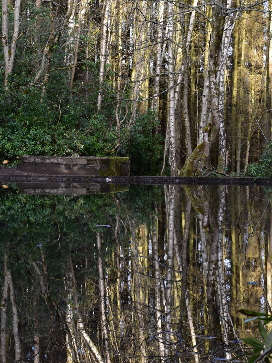 Chris Farquhar: Pond Reflections