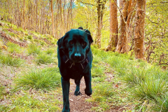 Craig Robertson: Cambusbarron Quarry Apr 2020 Juke the Dog on the-lower-path.