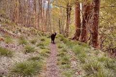 Craig Robertson: Cambusbarron Quarry April 2020 lower path