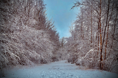 Craig Robertson: Quarry Trees Jan 2021
