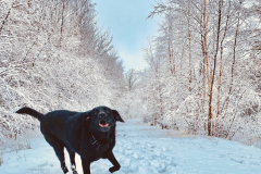 Craig Robertson: Quarry in snow with Juke Jan 2021