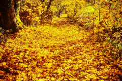 Craig Robertson: Tinkers Loan in Autumn October 2020