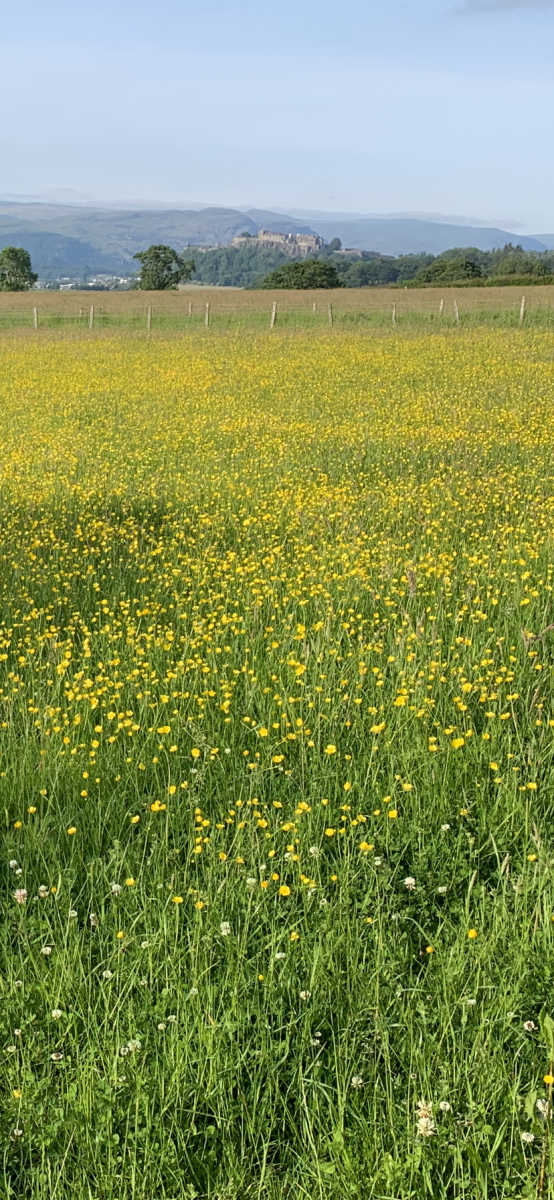 Dawn Croal: A sea of buttercups with Stirling Castle taken from Touch Road. Taken June 2020