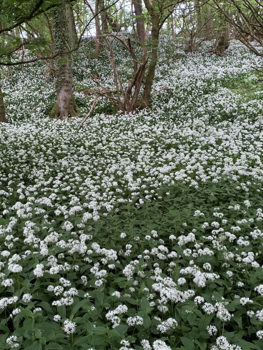 Dawn Croal: Woodland full of wild garlic near to lime kilns was a sea of the during May 2020