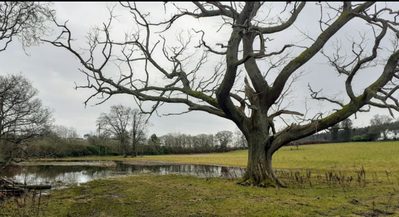 Elizabeth Douglas: Iconic Cambusbarron Tree