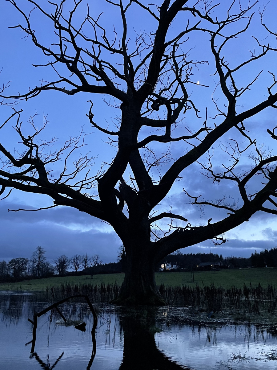 Emma Lategan: Tree Seven Sisters field
