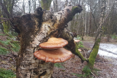 Eric Cessford: Community woodland