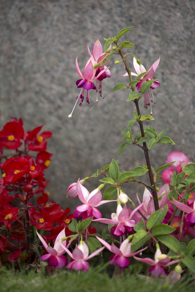 Peggy Edwards: Fuchsia Bruce Church Cambusbarron