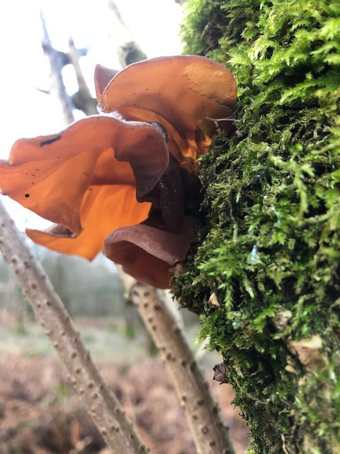 Gillian Ross: Fungi in quarry