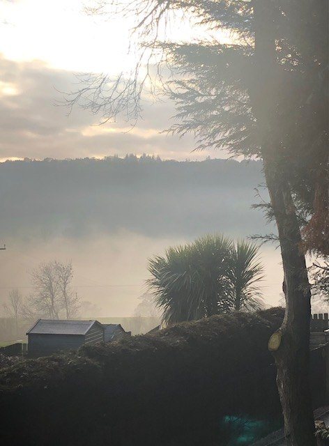 Gillian Ross: Graystale mists with palm trees
