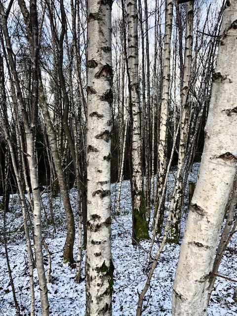 Gillian Ross: Quarry birches