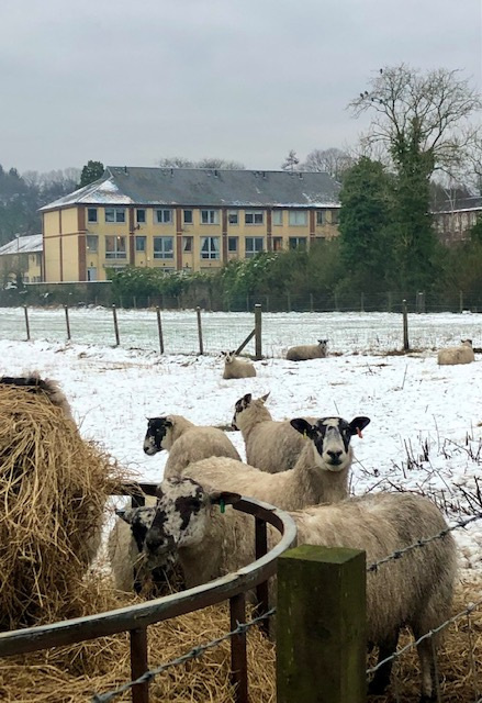 Gillian Ross: View from Kersebonny Road