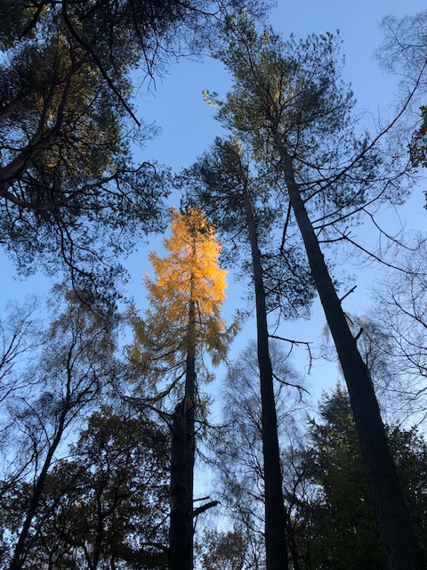 Gillian Ross: View skywards from Tennis Courts Polmaise Castle grounds