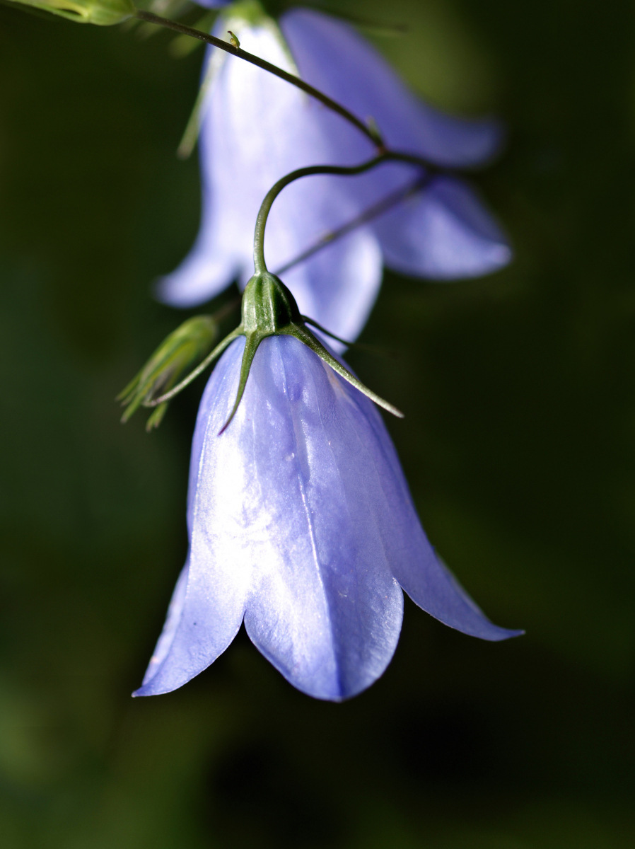 Peggy Edwards: Harebell Campanula rotundifolia