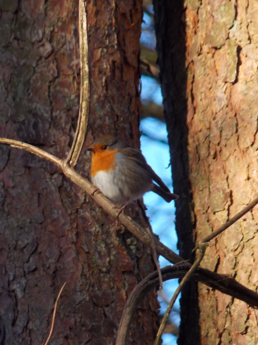 Helen Toole: Robin at the Tennis Court in the woods