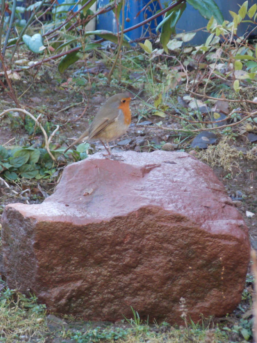 Helen Toole: Robin in the Garden