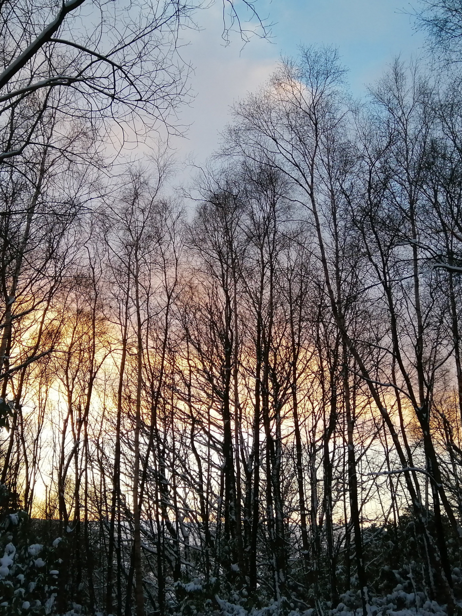 Helen Toole: Sunset in the Woods