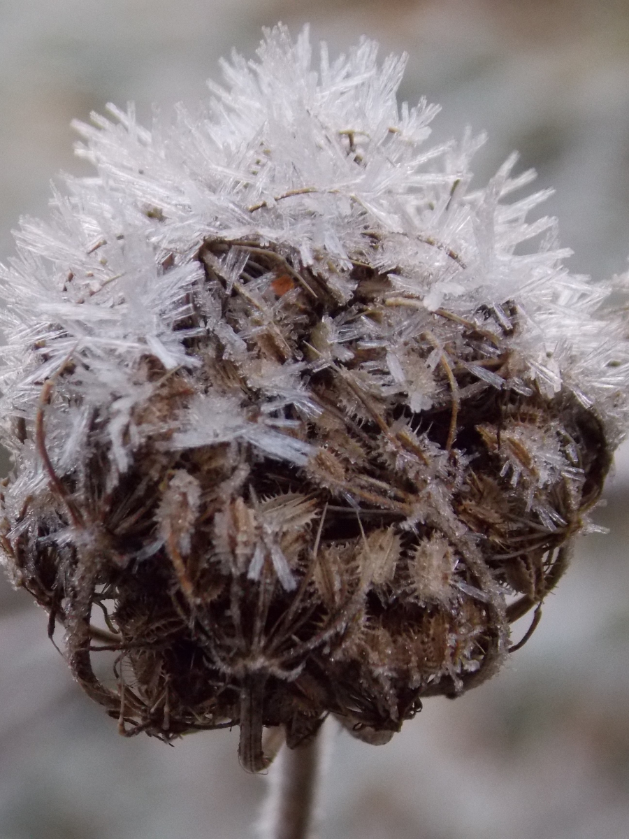 Helen Toole: iced flowers