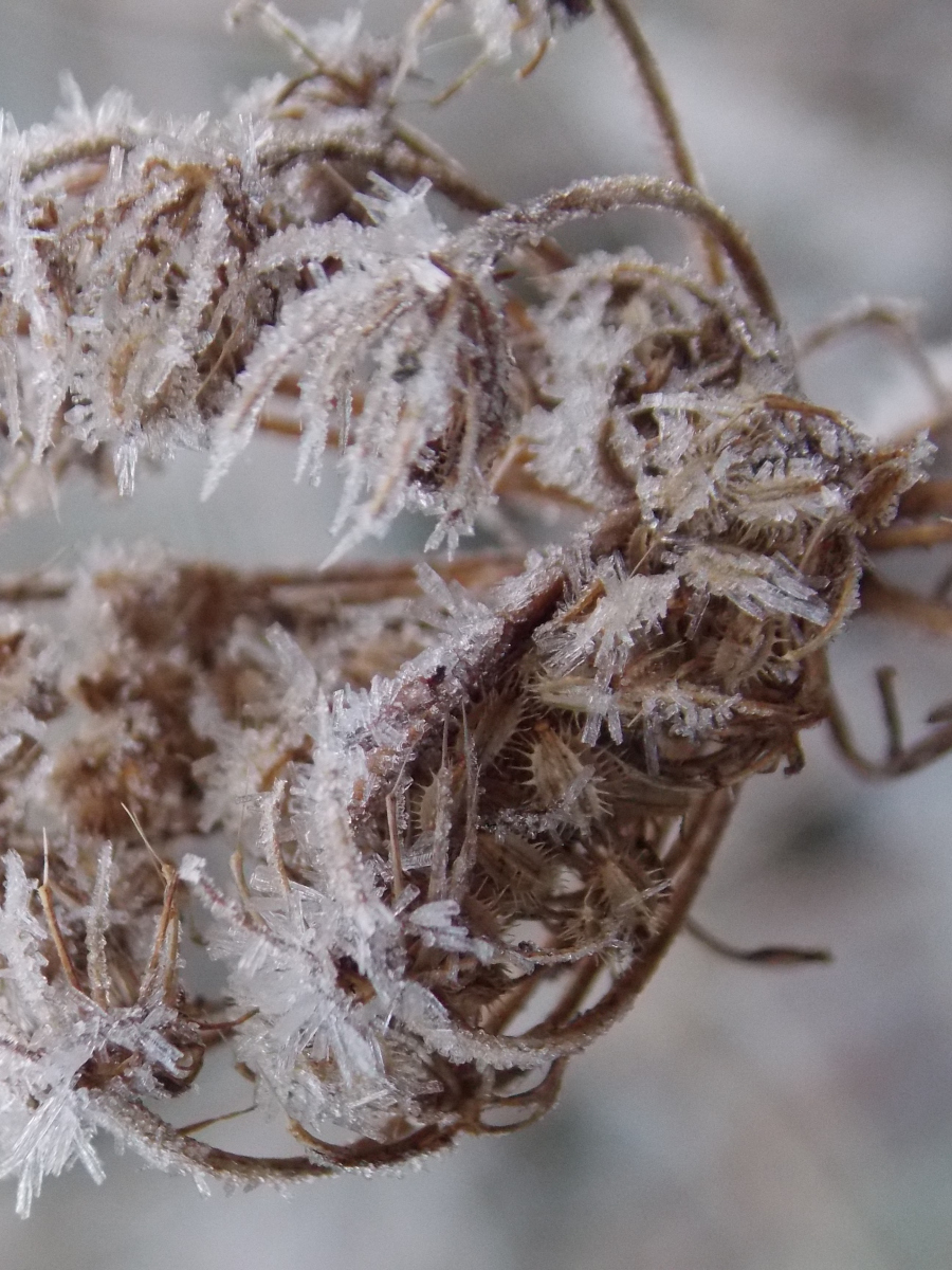 Helen Toole: iced garden flowers-2