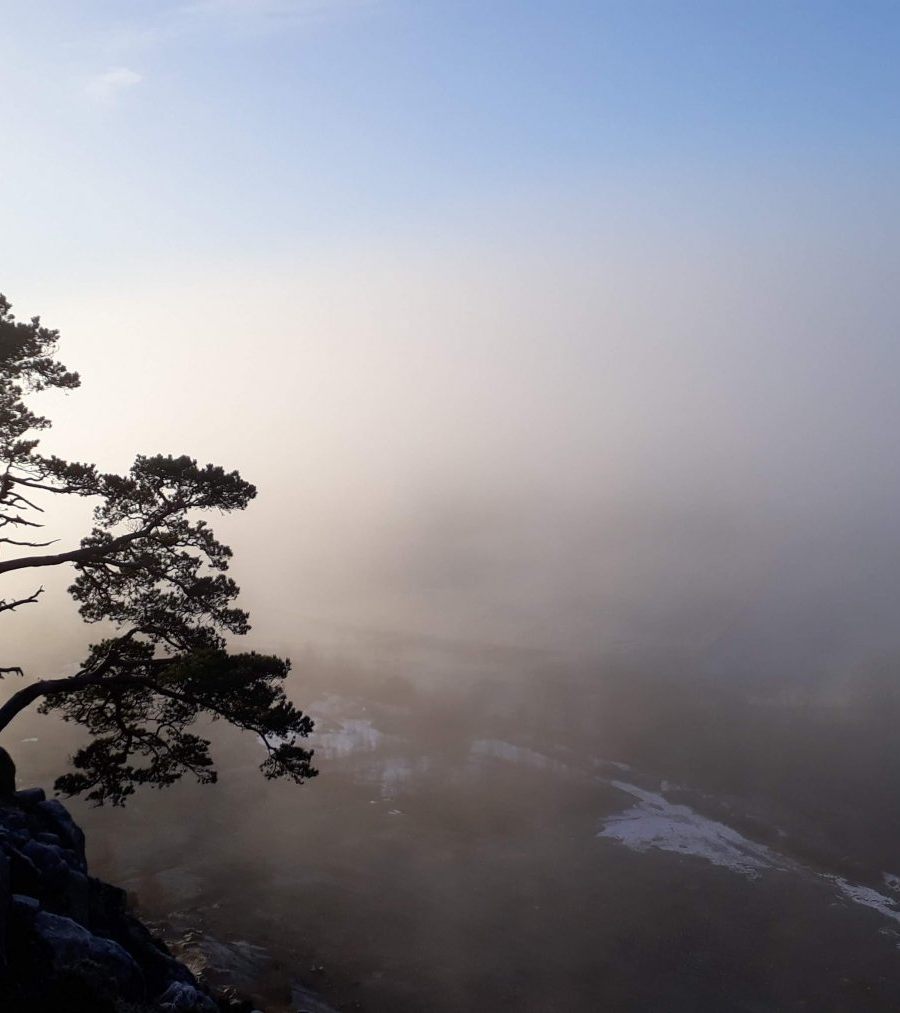 Helen Toole: one tree hillside