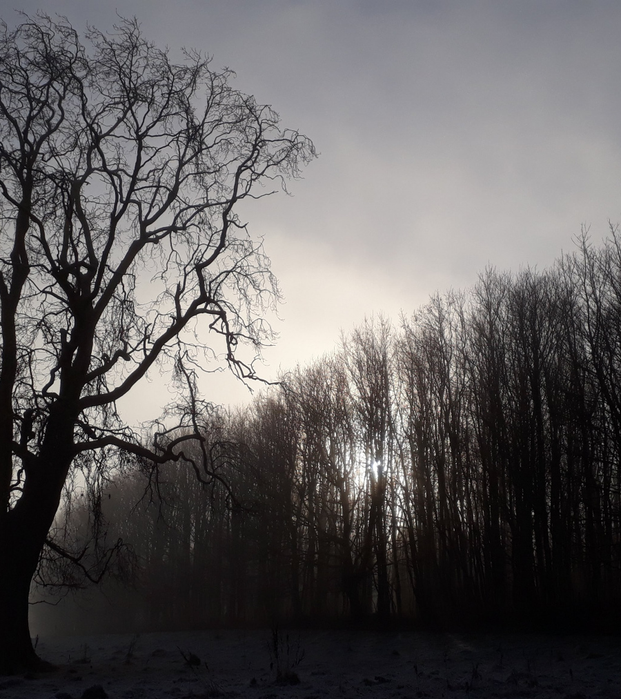 Helen Toole: ssf foggy day