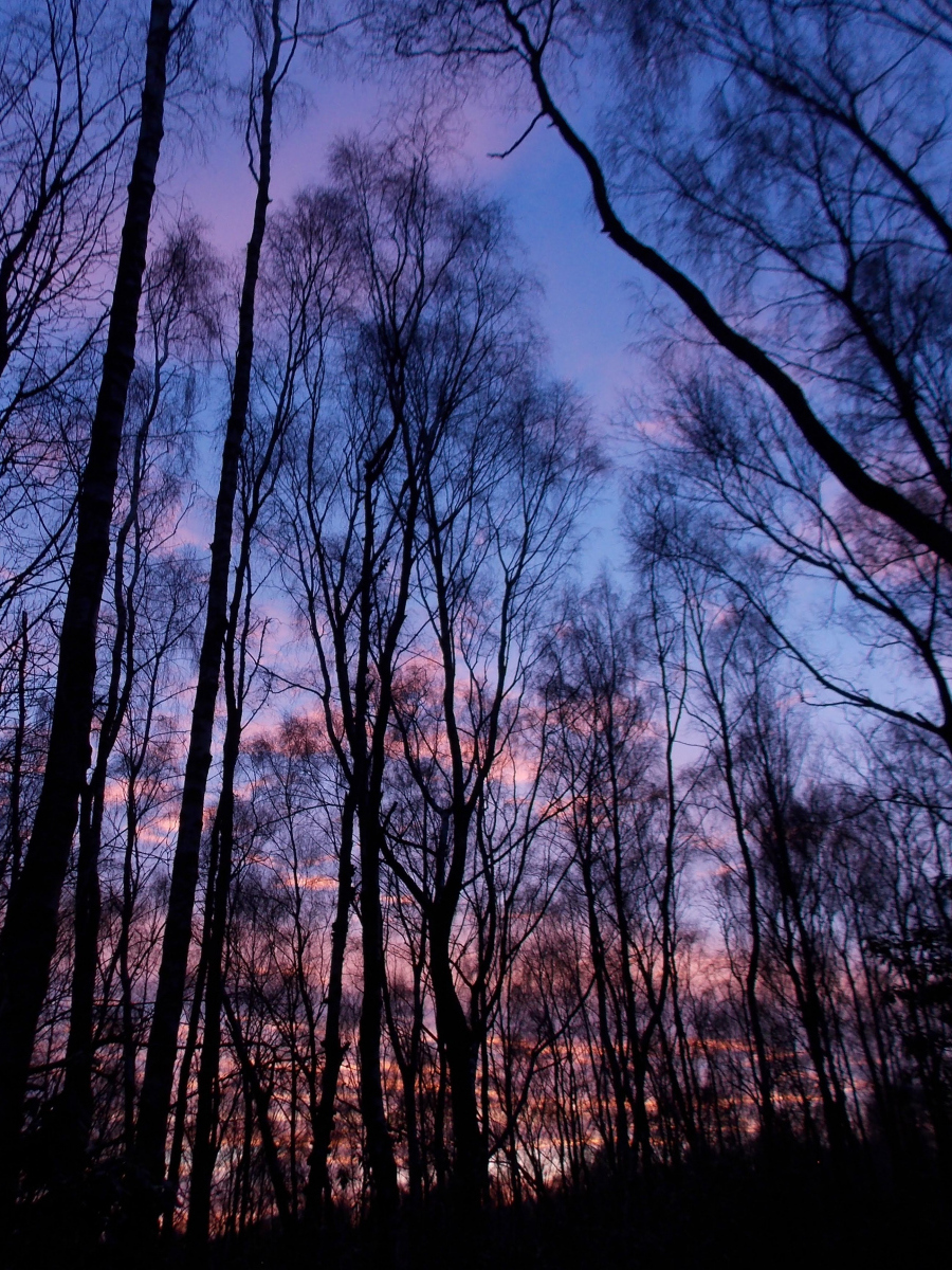 Helen Toole: sunset in the woods 2