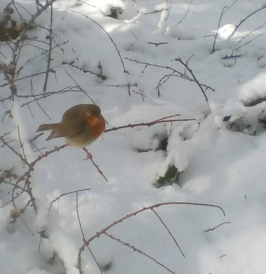 Ian Kerr: Wee robin in the woods