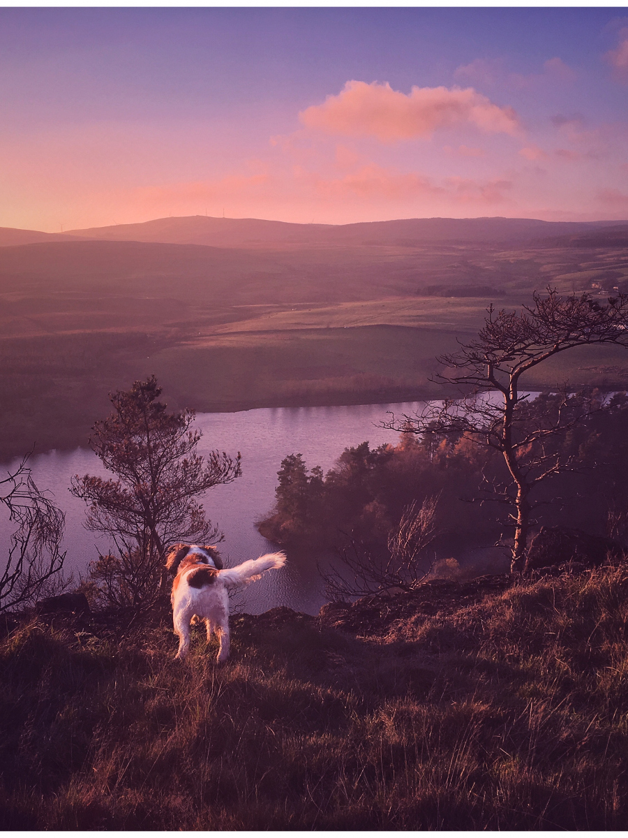 Jamie Burgoyne:  Archie at North Third Crags enjoying the sunset
