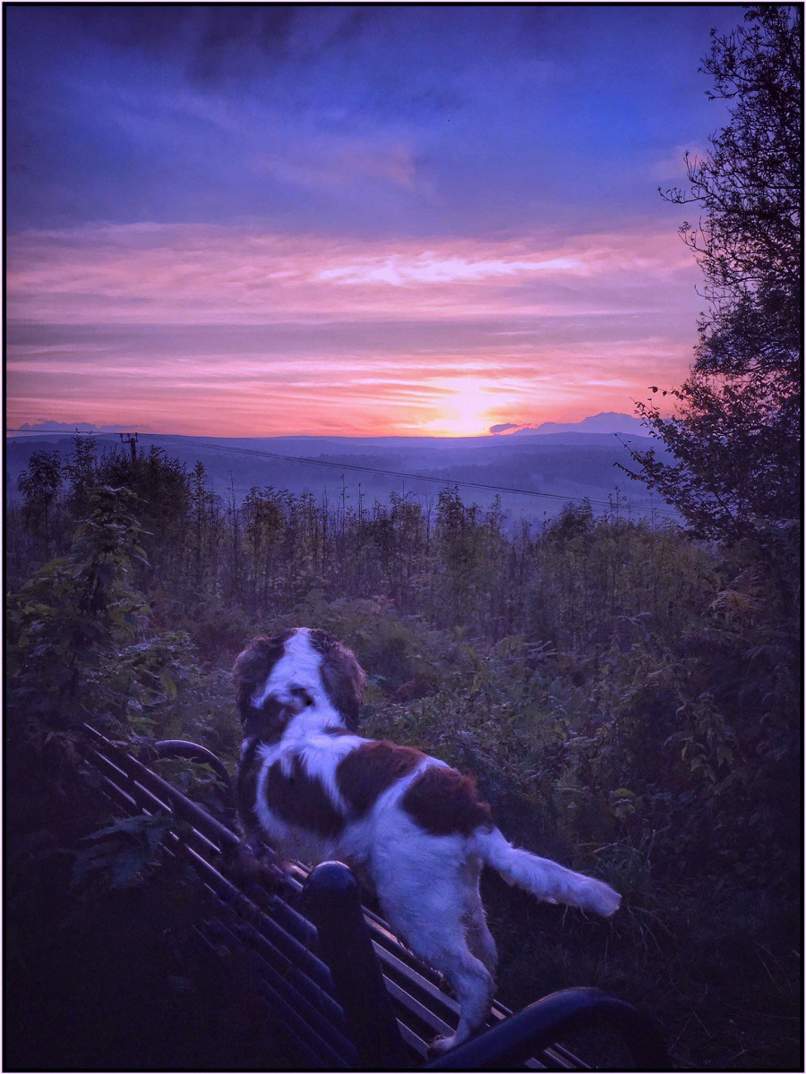 Jamie Burgoyne: Even dogs need a seat sometimes Archie taking a breather halfway up Gillieshill