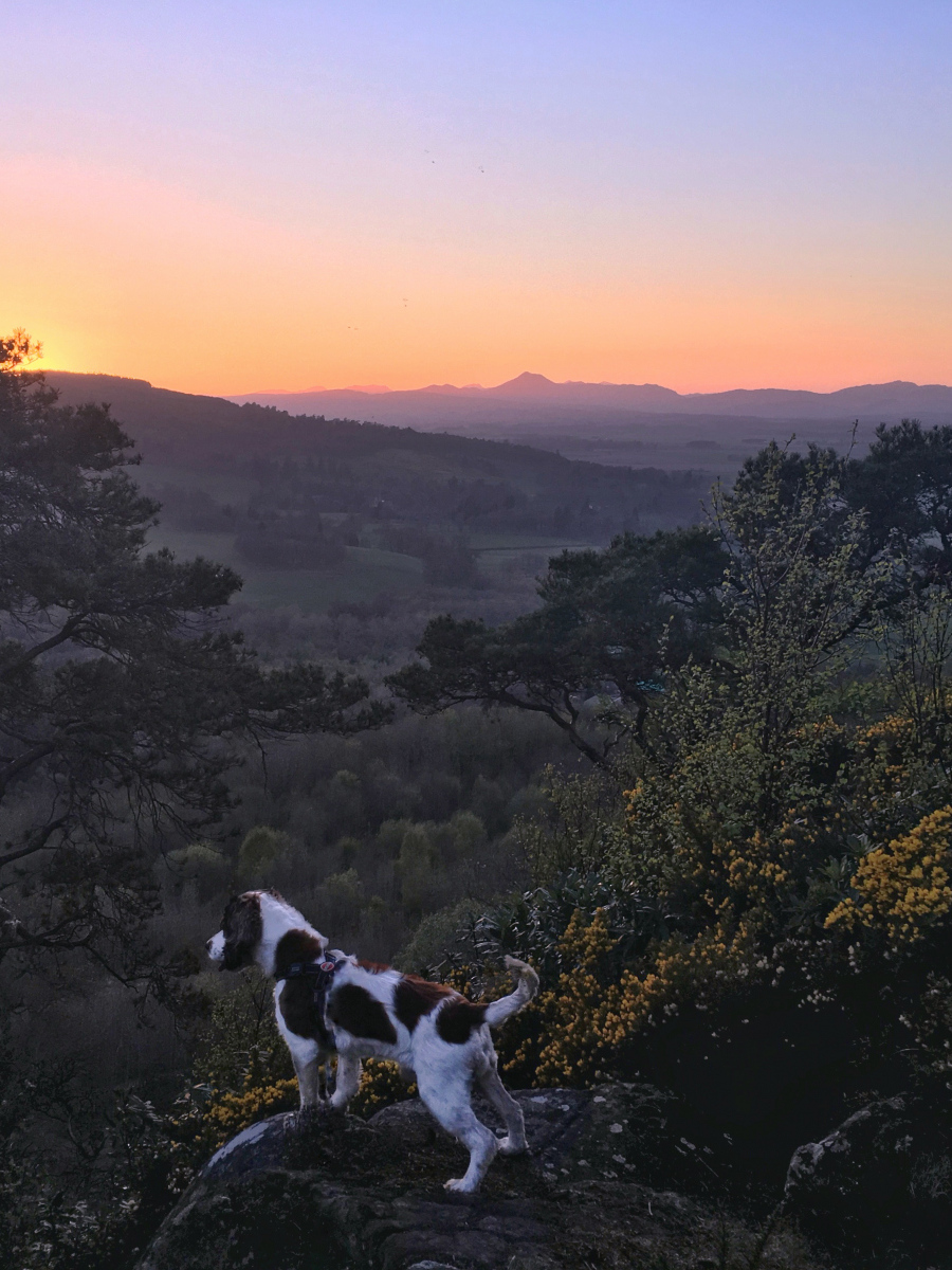 Jamie Burgoyne: Sunset at a favourite spot on Gillies Hill with my dog Archie