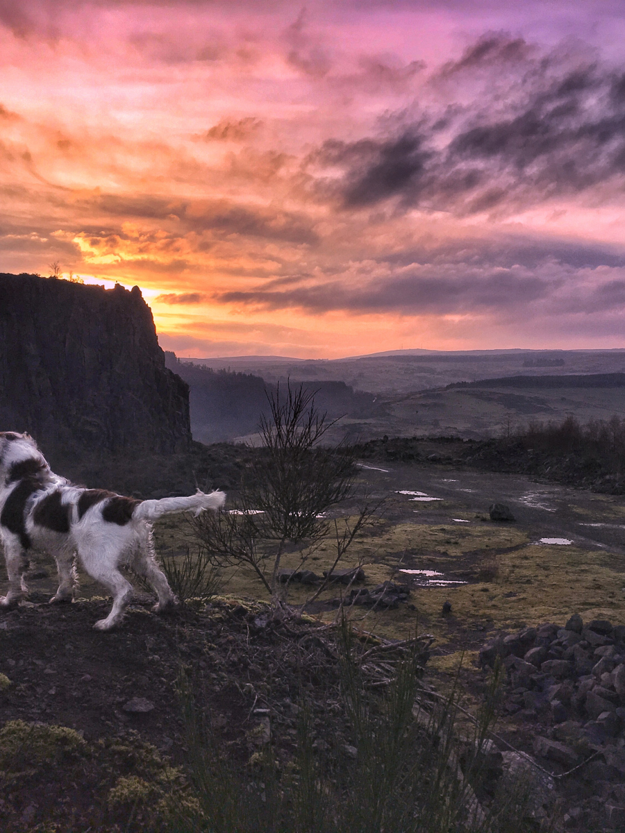 Jamie Burgoyne: The Quarry at sunset. Out walking with my dog Archie