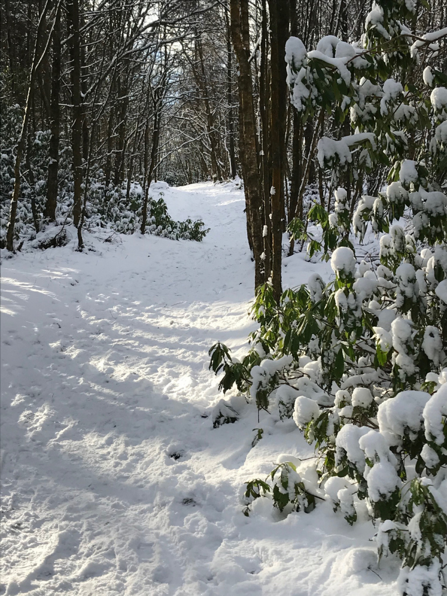 Jane Currie: woodland path