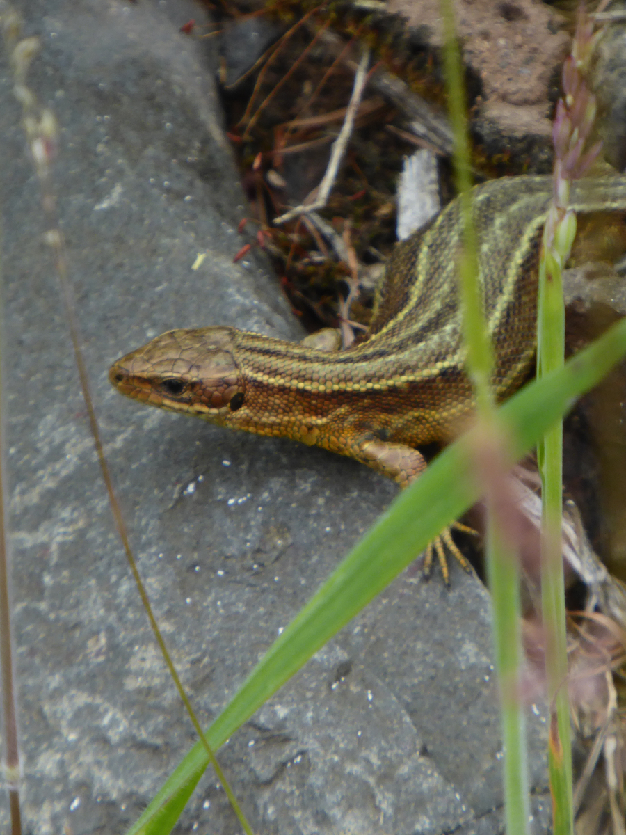 Keith Ranson: a female common lizard at Garshellach Forest