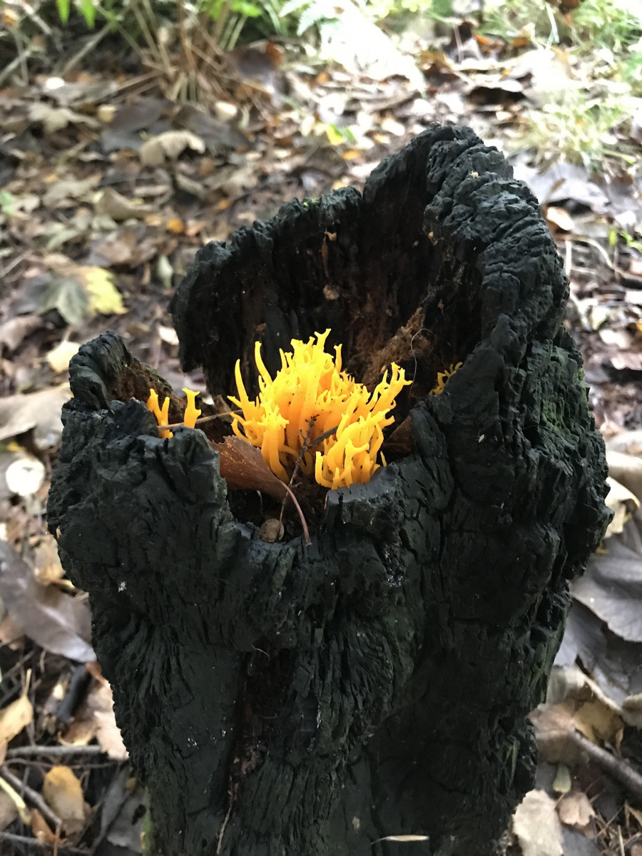 Kim Cuthill: Fungi in the forest1