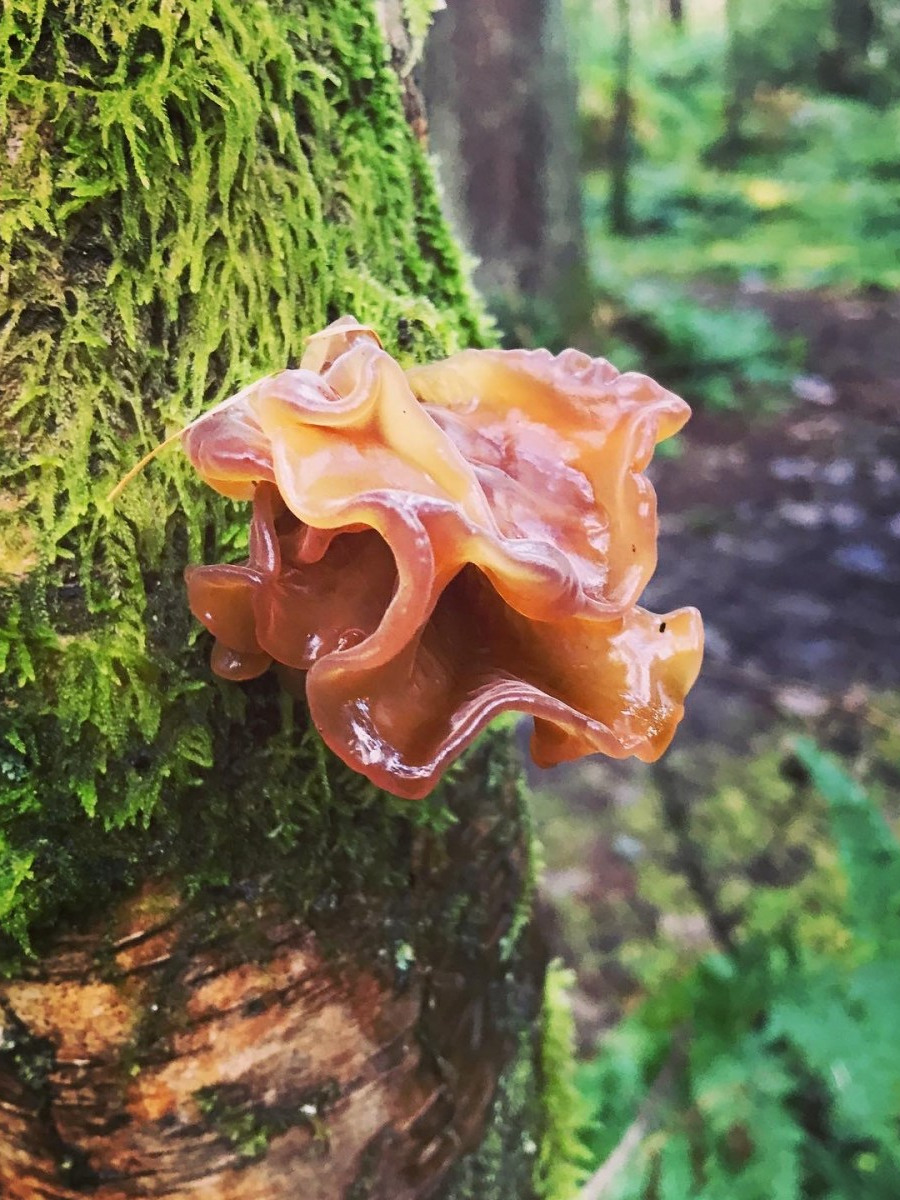 Kim Cuthill: Fungi in the forest2