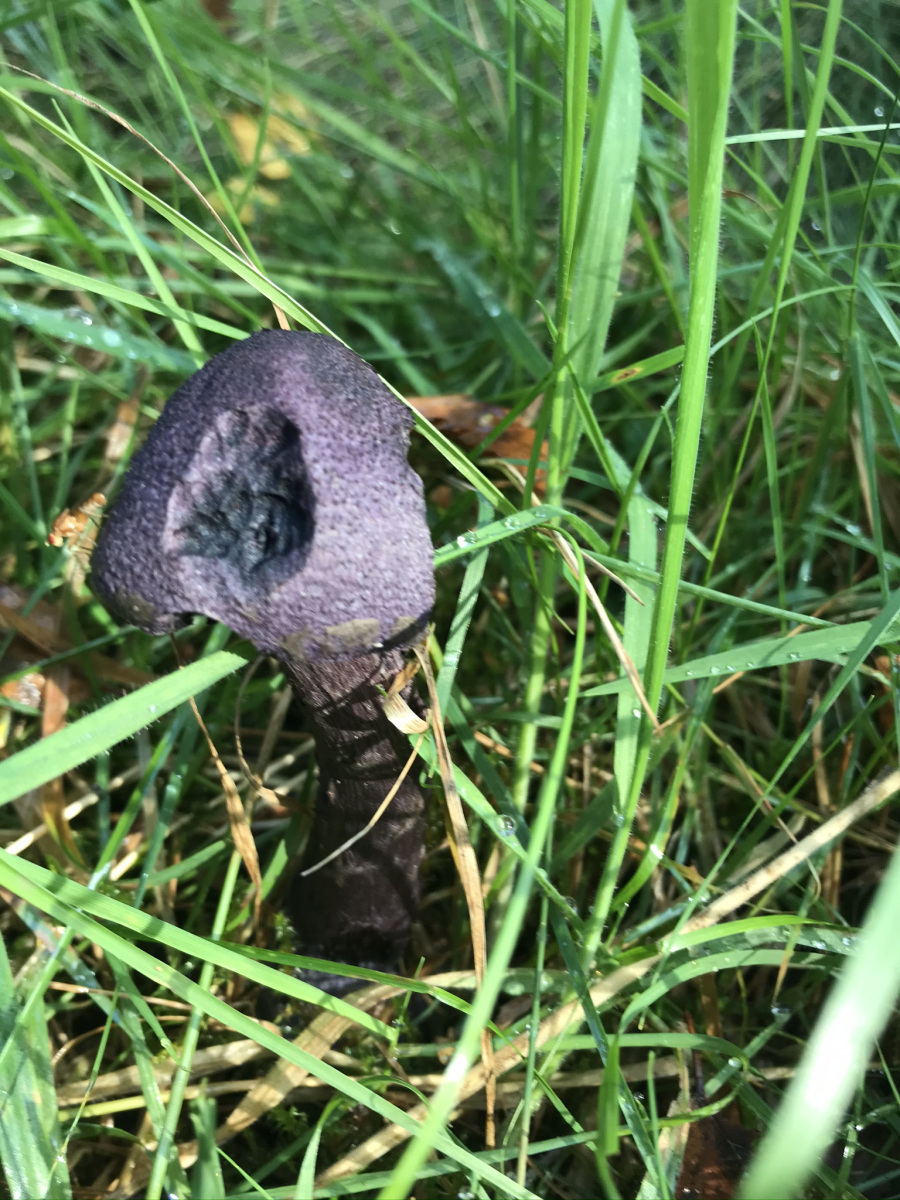 Kim Cuthill: Fungi in the forest3