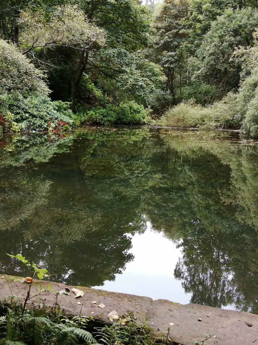 Liz Walkington: Deep Reflections