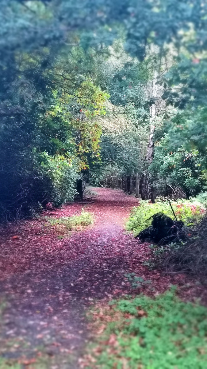 Lynda Simpson: Competition Entry