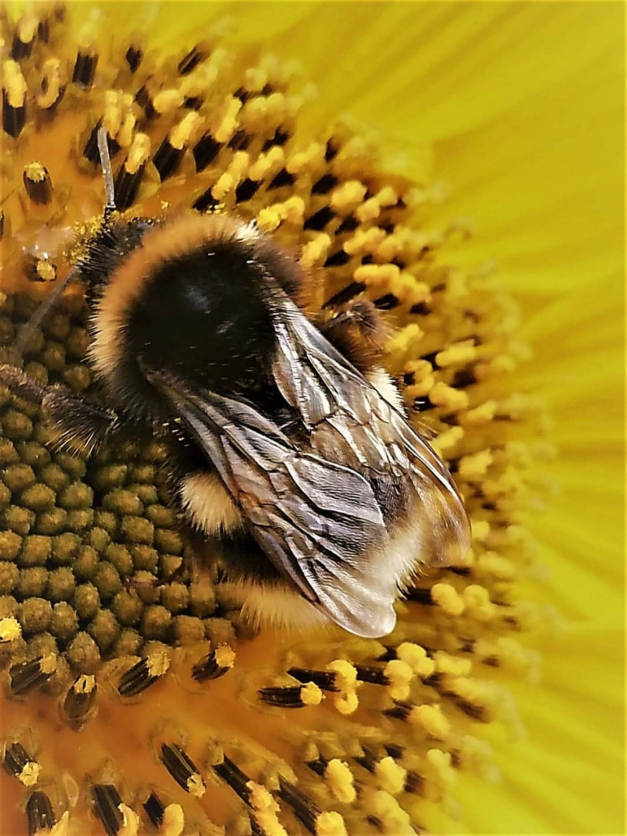 Lynda Simpson: Competition Entry