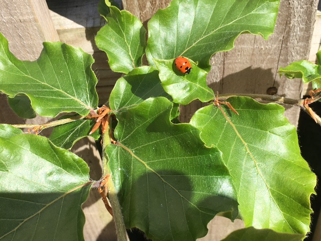 Pamela Vannan: Ladybird